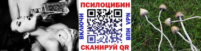 цена   Пыталово  Галлюциногенные грибы Psilocybine cubensis 